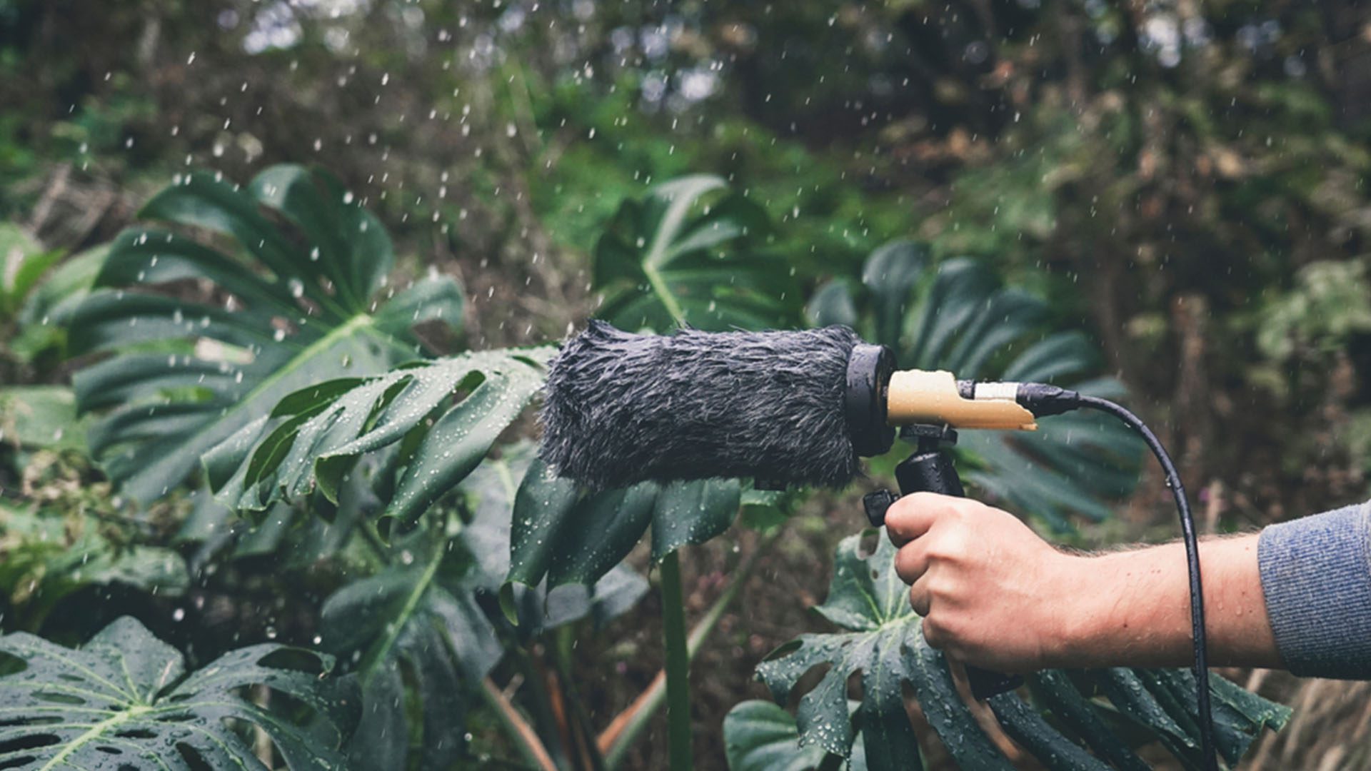 Sounds of Nature Could Improve the Wellbeing of Care Home Residents