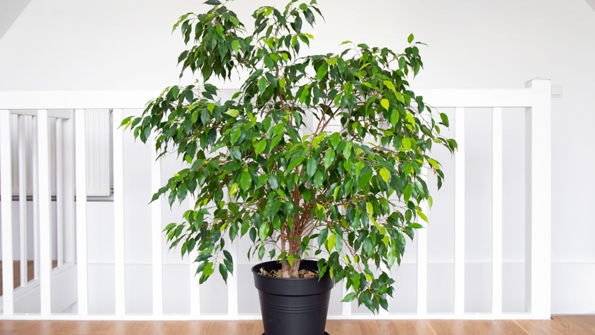 Weeping Fig Tree Air-Purifying Houseplants