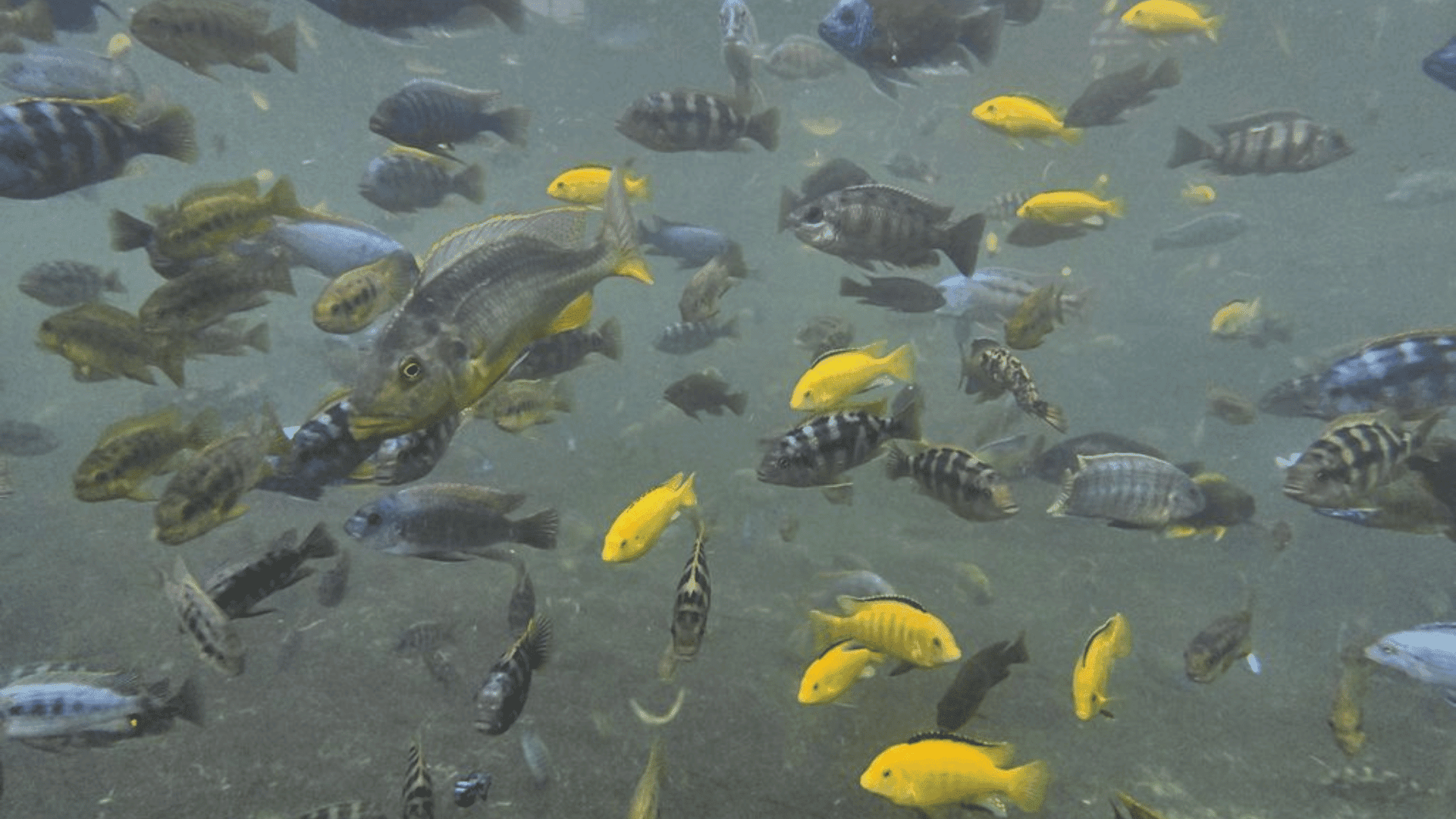 500 Fish Species Rapidly Evolve in Lake Victoria Bonnafe Jean-Paul:Getty Images