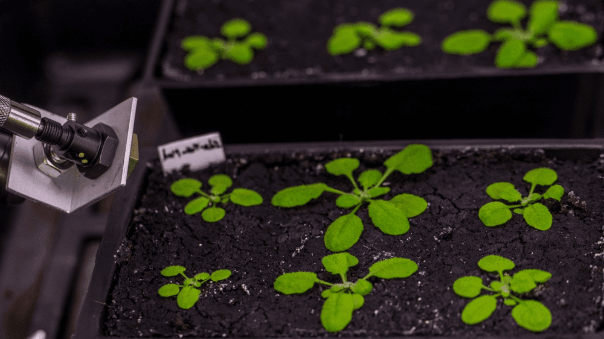 Arabidopsis Genetically Engineered Plants Change Color When Exposed to Pesticide