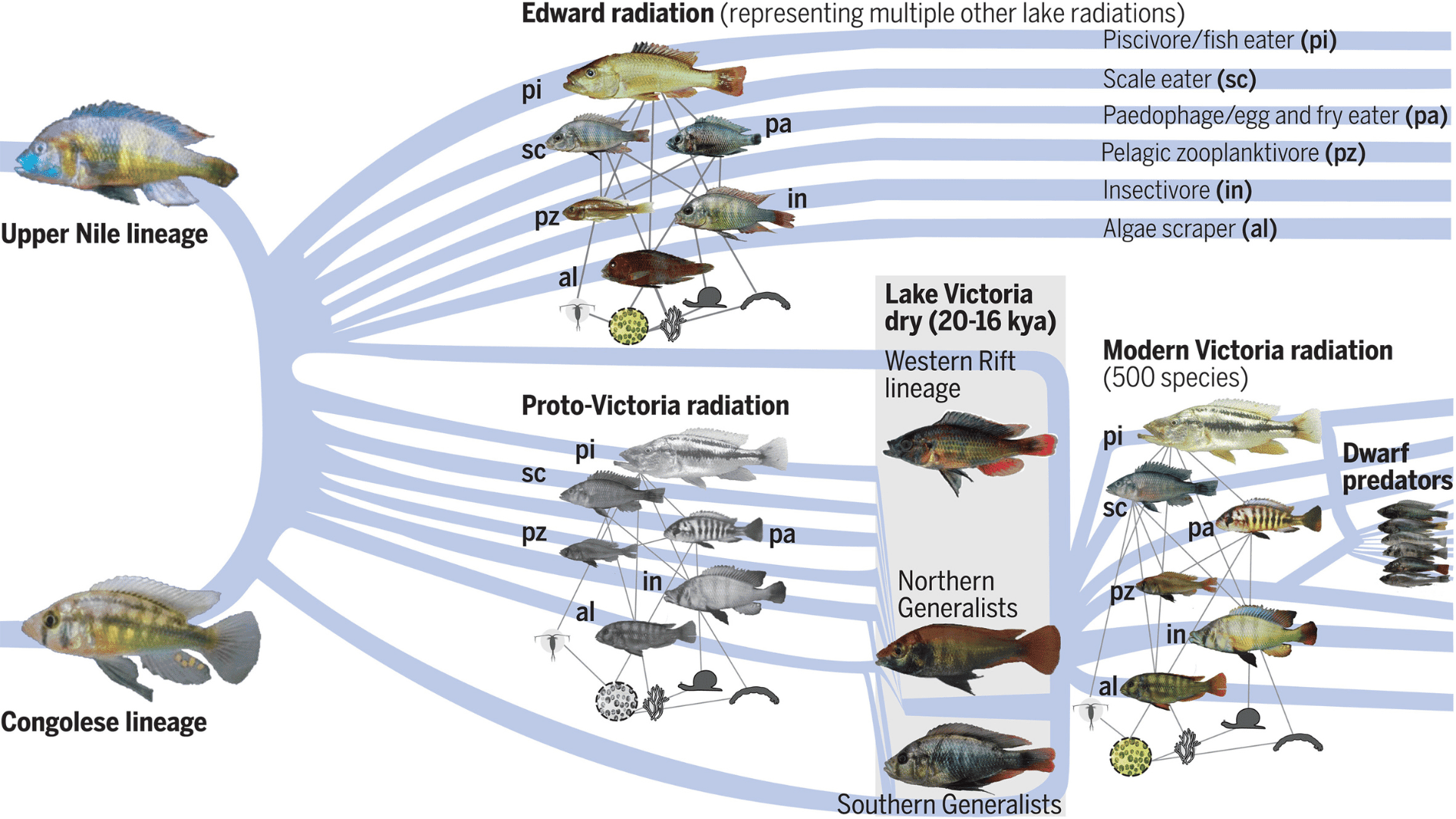 Figure From Study Shows Species Of Fish Rapidly Evolving