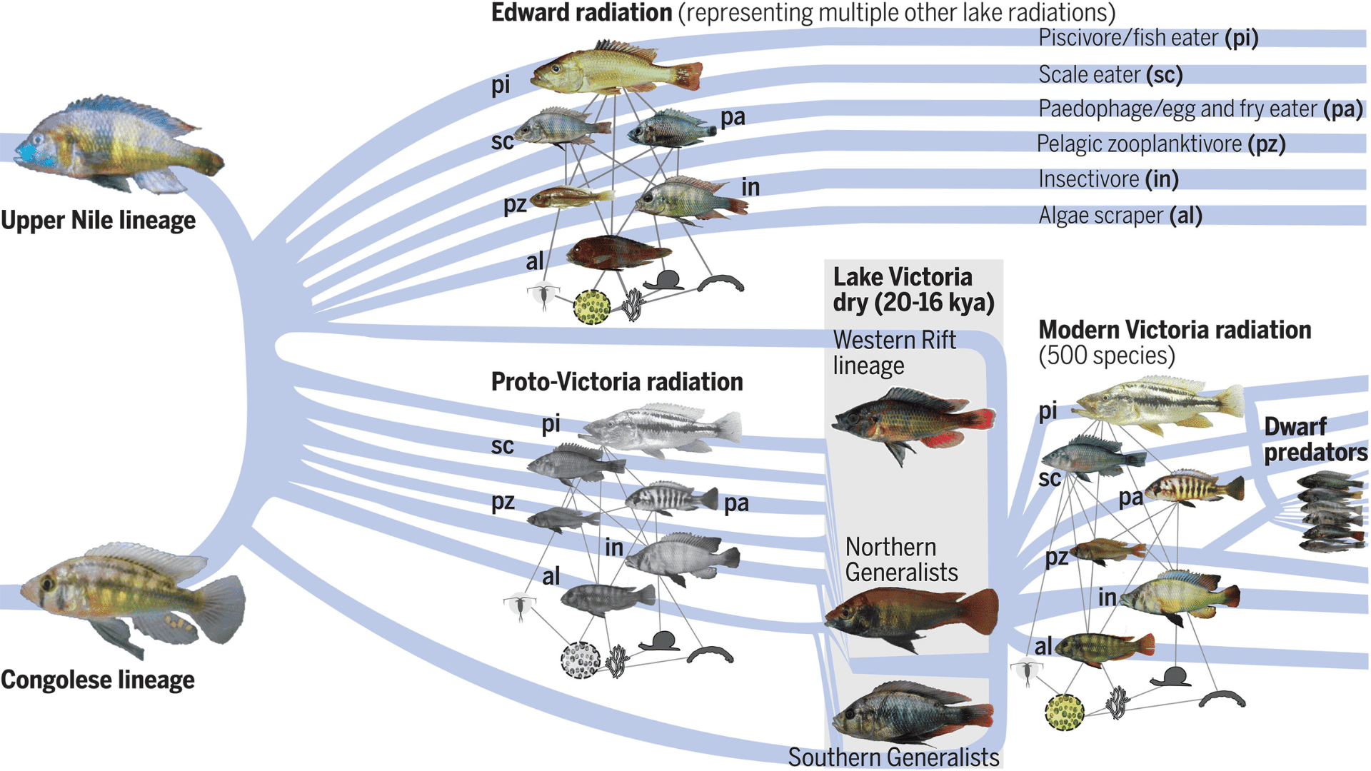 Figure From Study Shows Species Of Fish Rapidly Evolving Figure From Study Shows Species Of Fish Rapidly Evolving