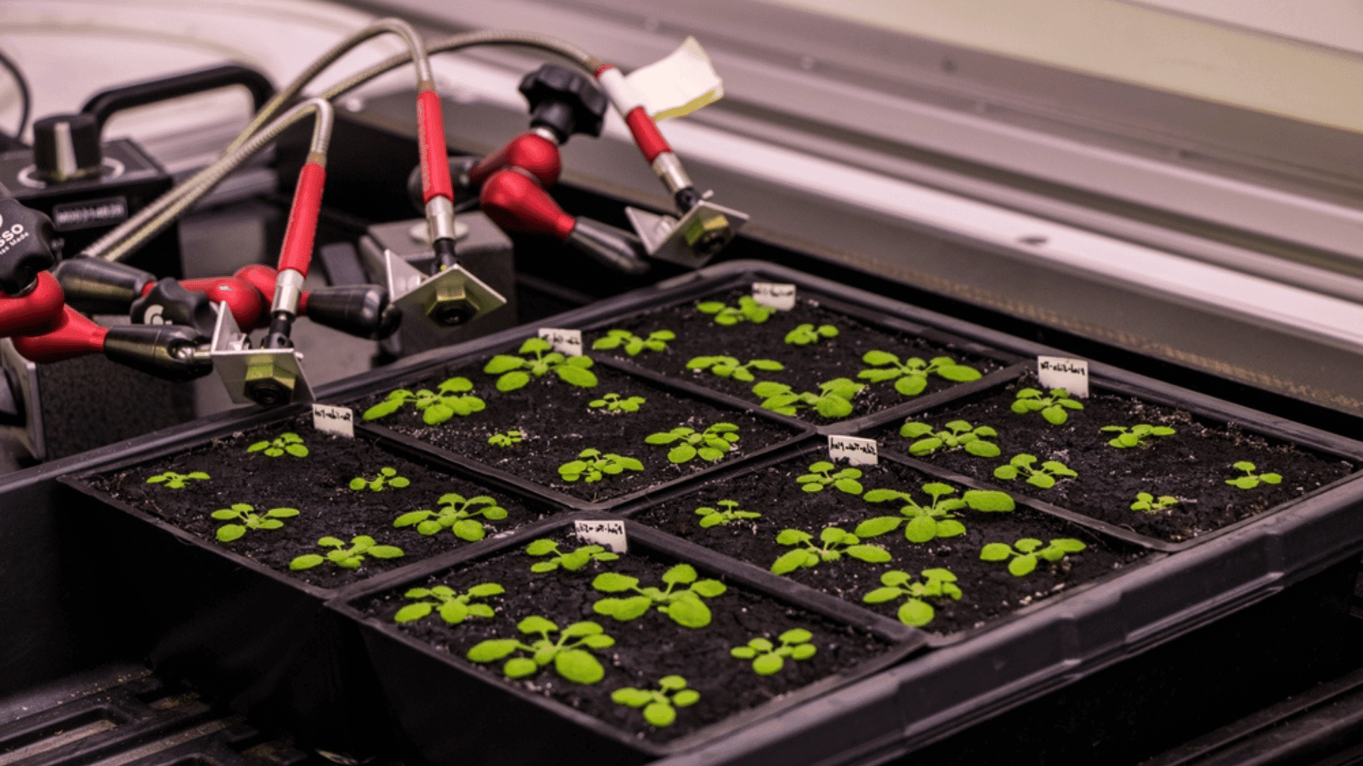 Genetically Engineered Plants Change Color When Exposed to Pesticide Arabidopsis