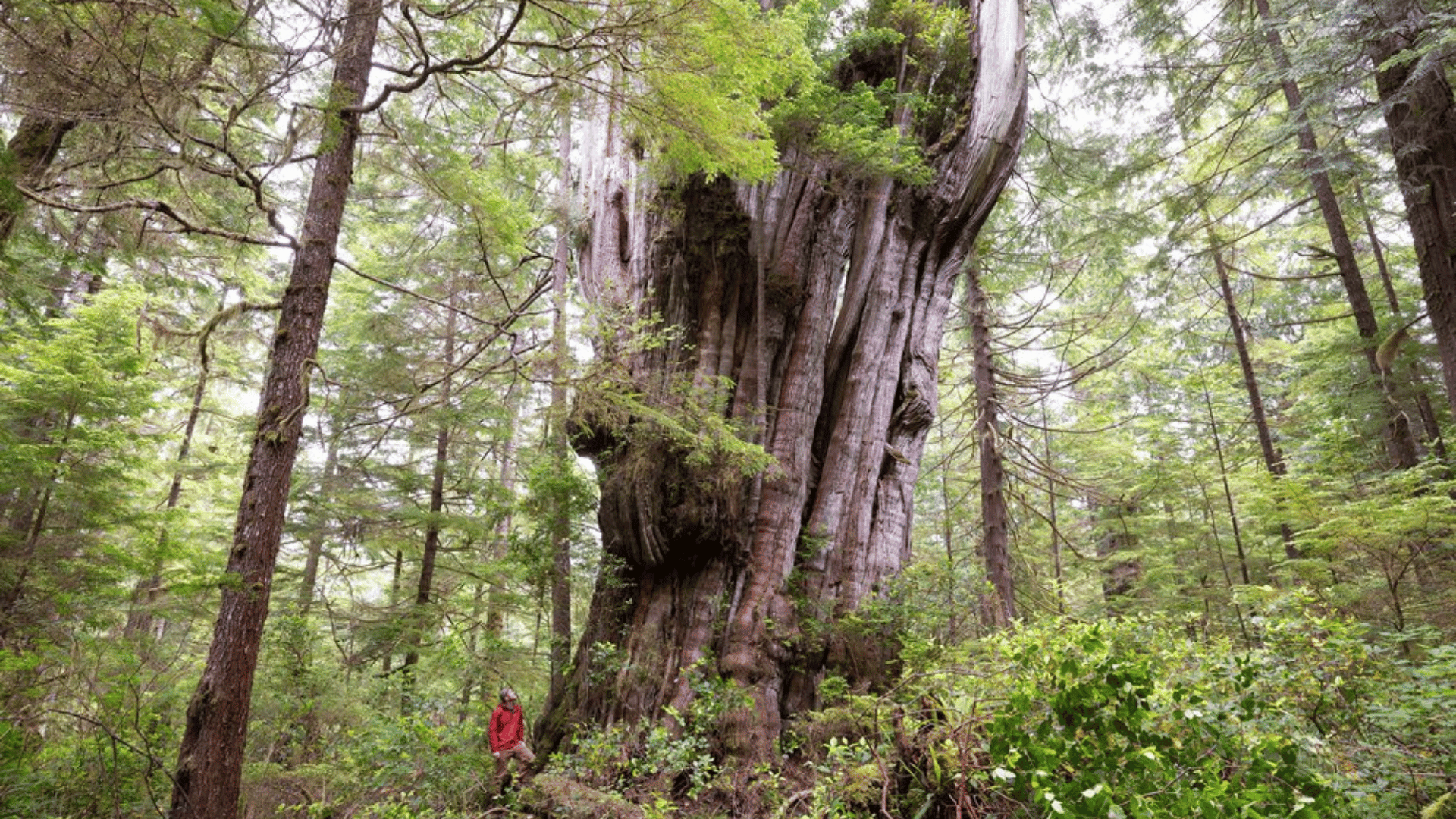 Giant Cedar Discovered 1,000 Years Old Tree Hunter