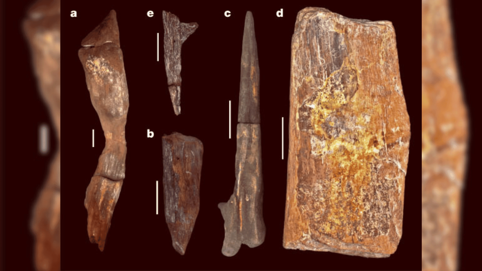 Modified wood tools from Kalambo Falls, Zambia. Image credit: Barham Modified wood tools from Kalambo Falls, Zambia. Image credit: Barham