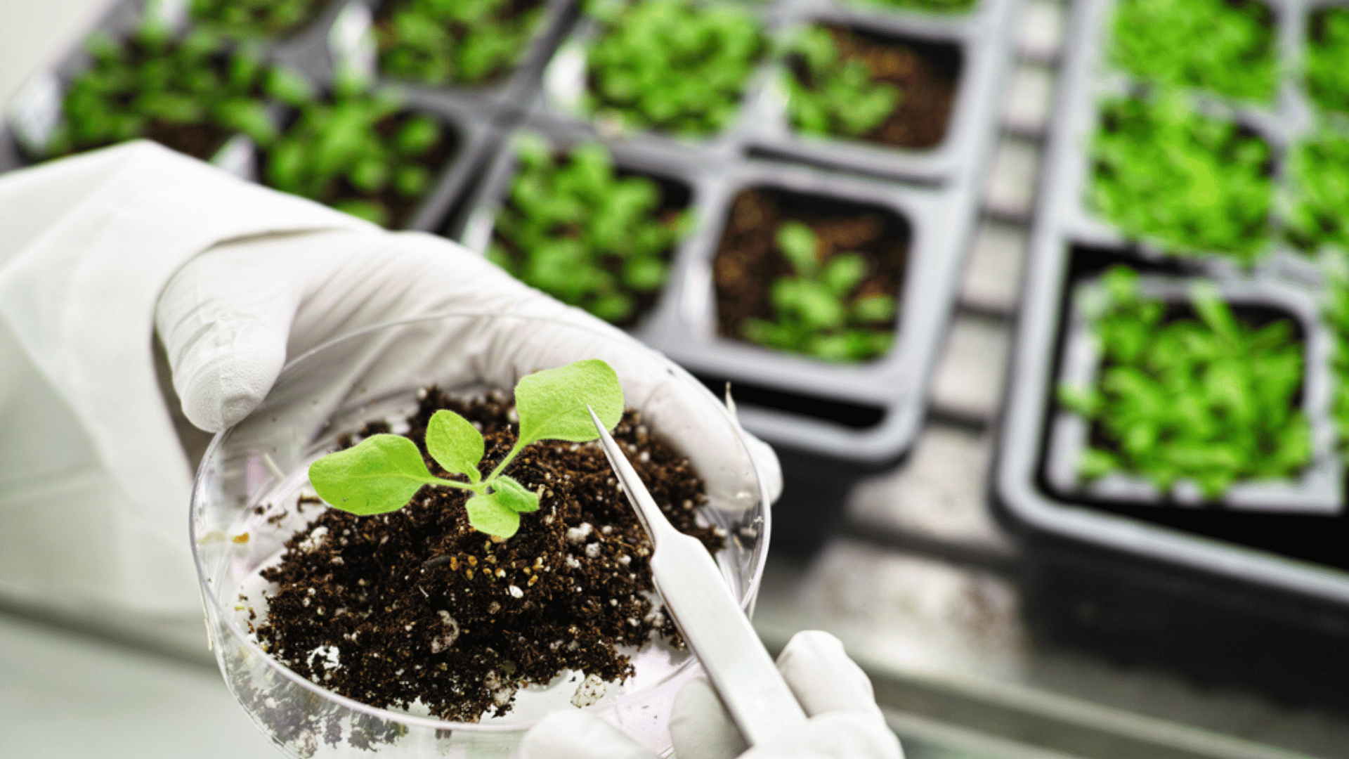 New Study Genetically Engineers Plants to Change Color When Exposed to Pesticide