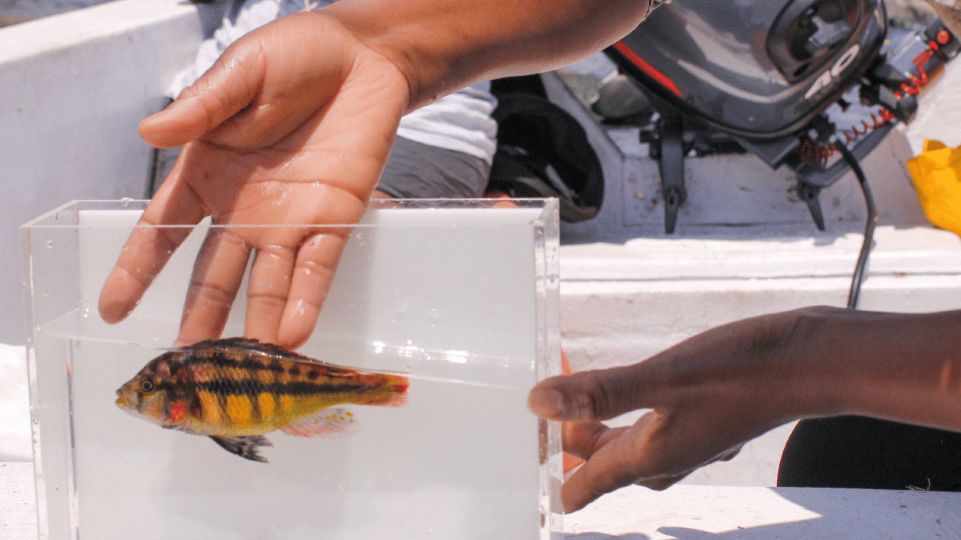 Researchers Discover 500 Species of Fish Rapidly Evolved NARE NGOEPE