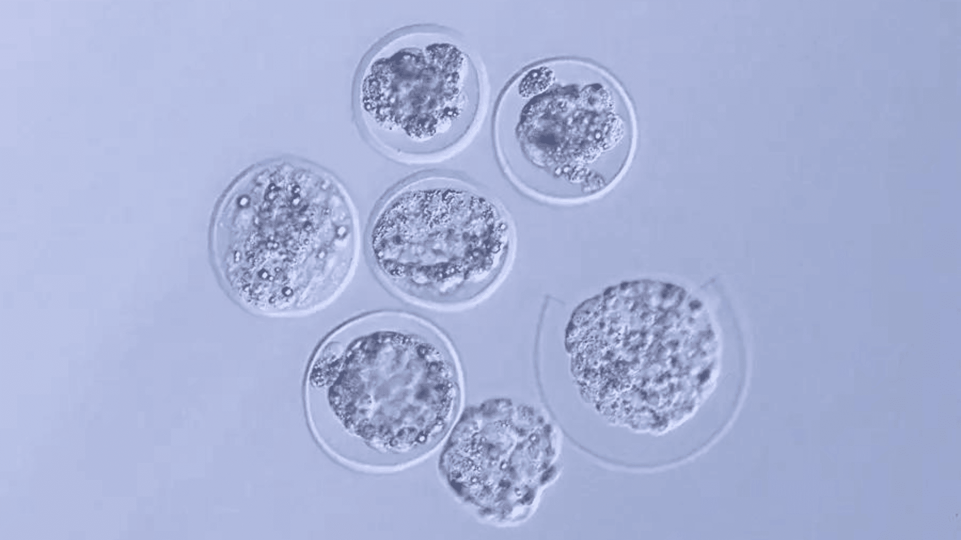 A microscope image of mouse embryos after they had returned from the International Space Station