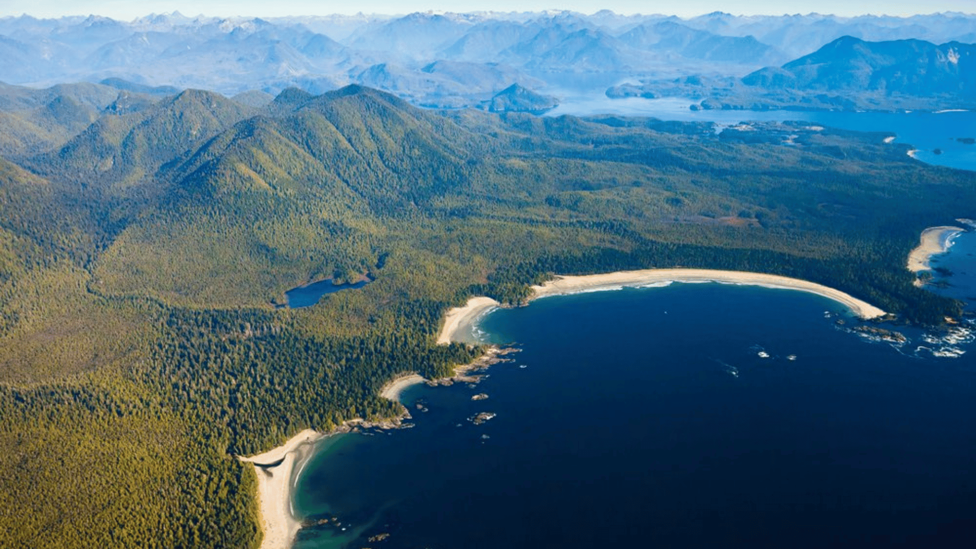 flores island aerial tree hunting