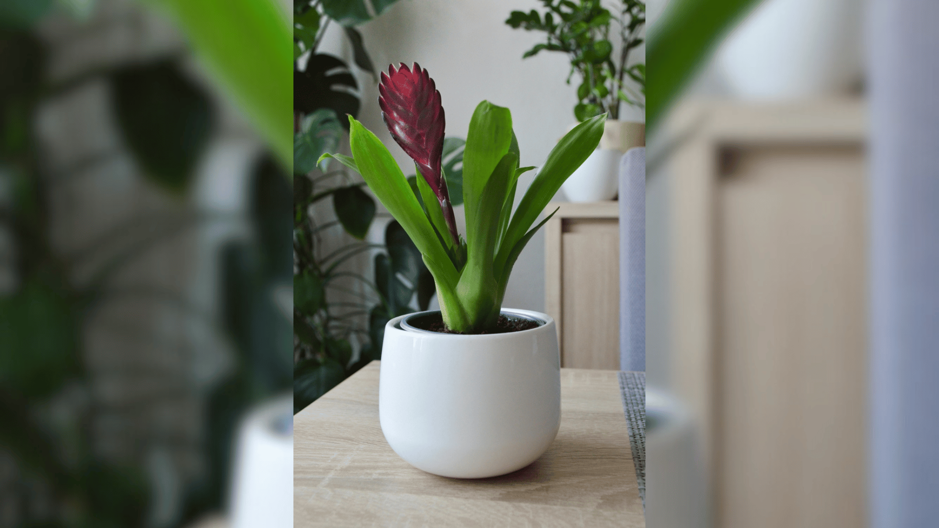 Bromeliad Low Light Houseplants Tropical