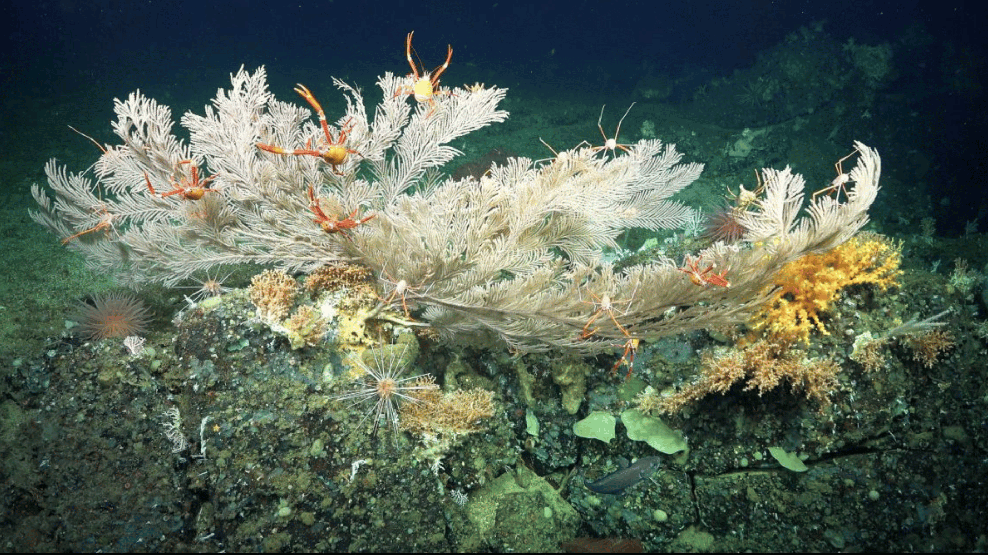 Coral Reef Discovered by Deep-Sea Robot Schmidt Ocean Institute Coral Reef Discovered by Deep-Sea Robot Schmidt Ocean Institute