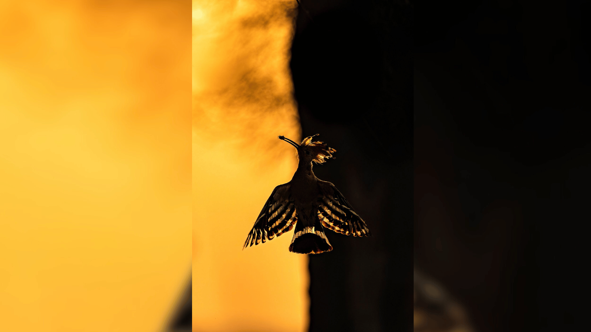 DAWN'S WHISPERS: GRACEFUL HOOPOE SILHOUETTE AT SUNRISE Hermis Haridas:TNC Photo Contest 2023