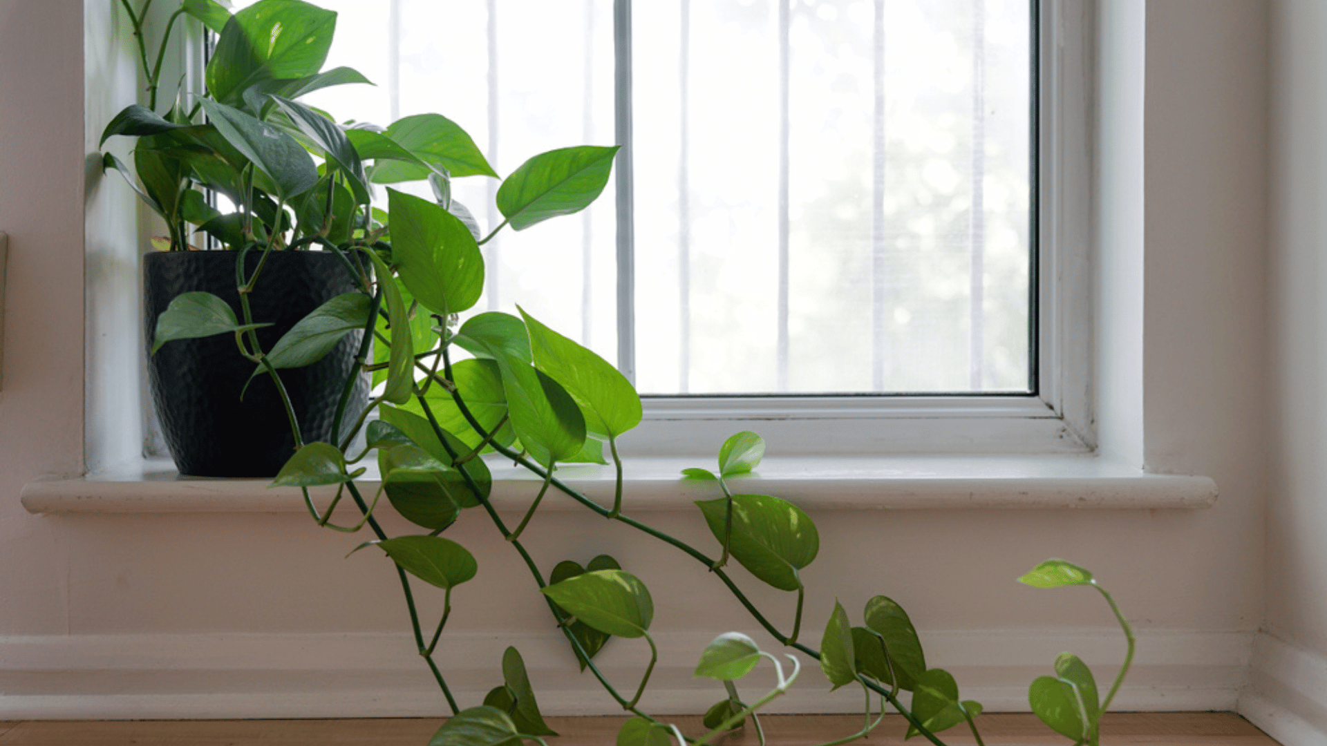 Heartleaf Philodendron Low Light Houseplants