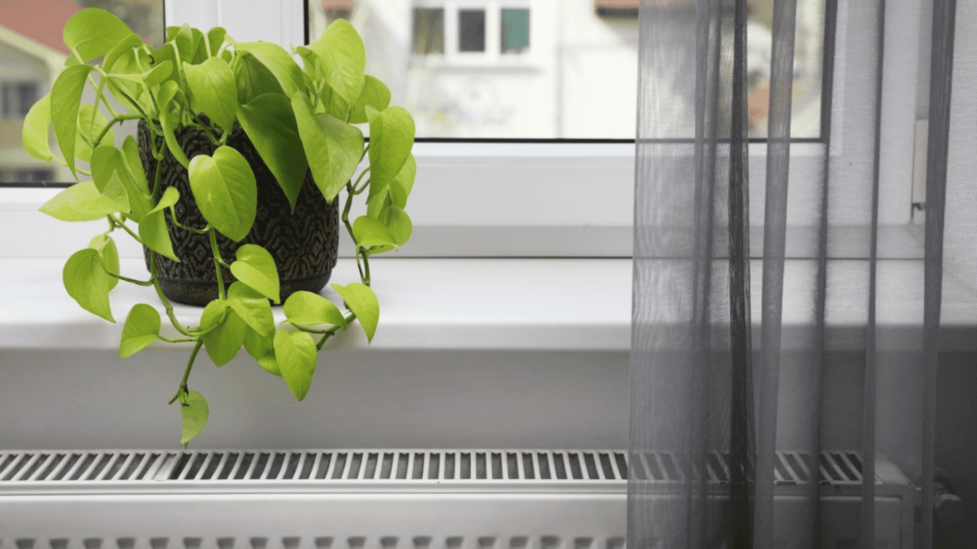 How to Protect Houseplants From Central Heating