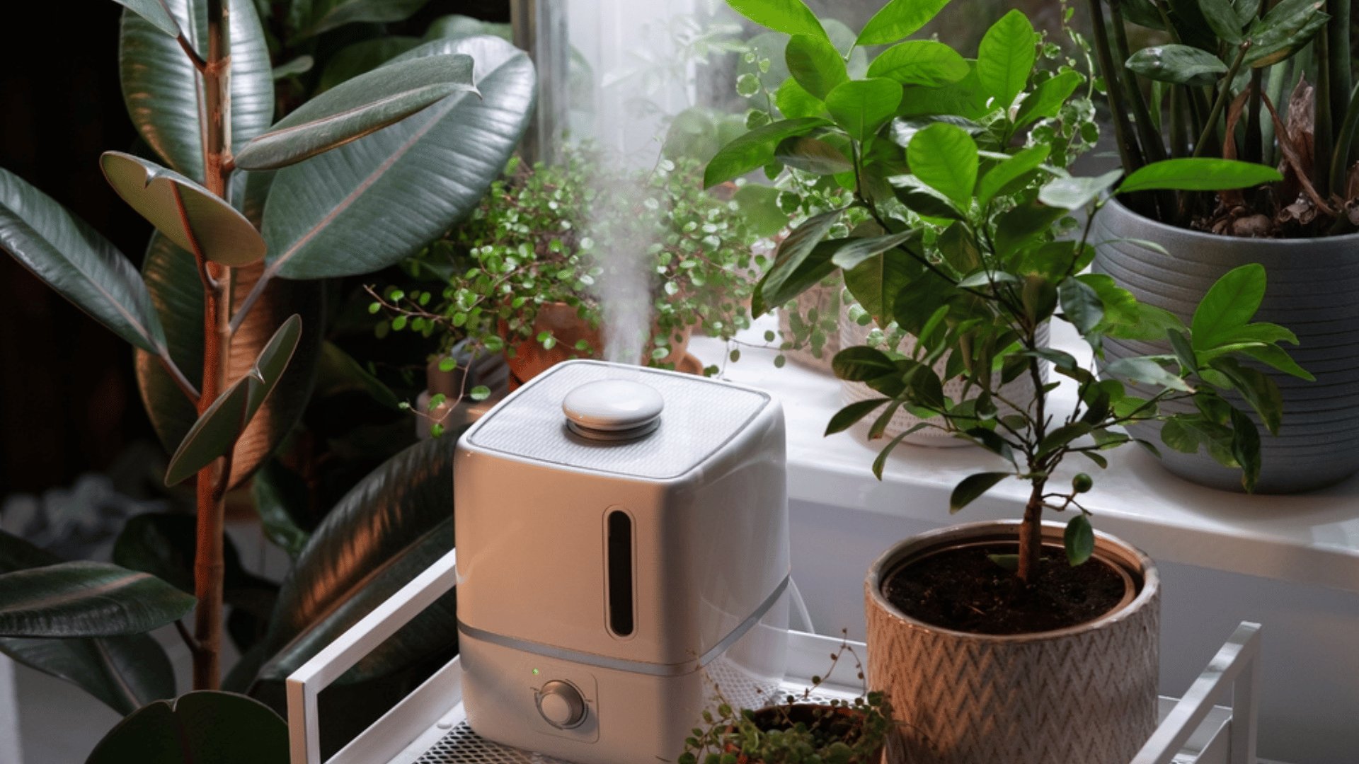 Humidifier How to Protect Houseplants From Central Heating in the Winter