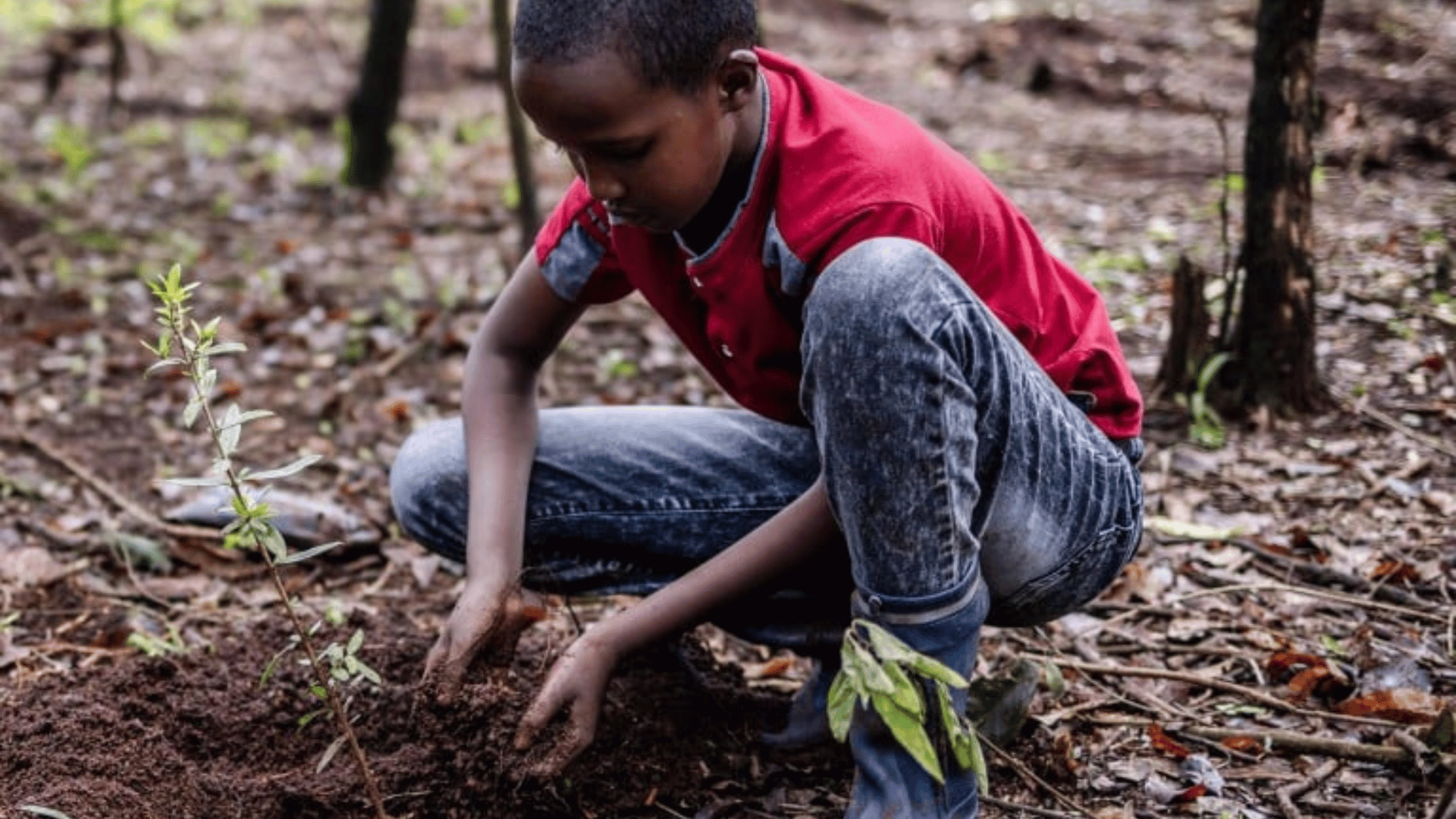 Kenya Tree-Planting Holiday Created to Plant 100 Million Seedlings