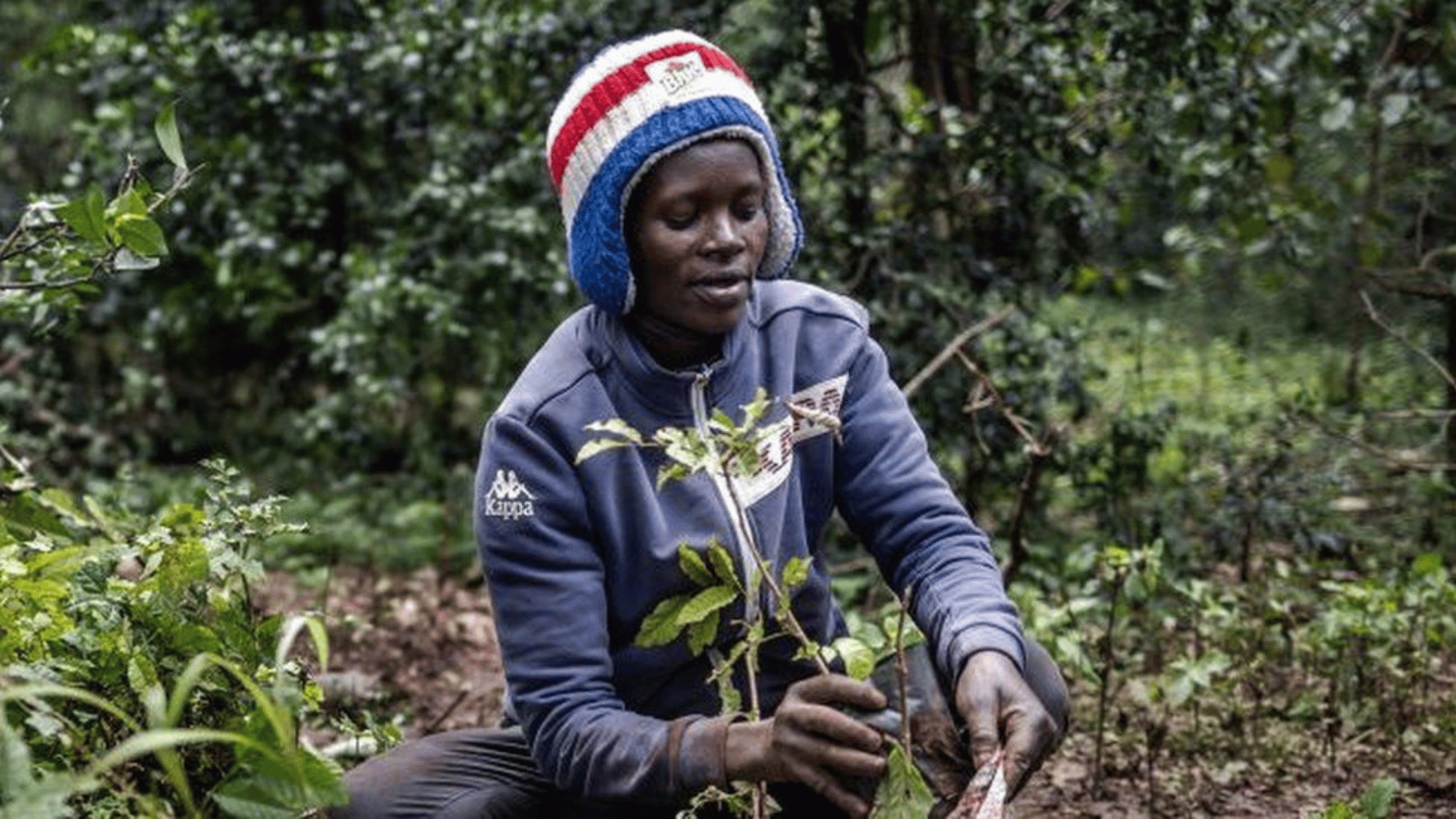 Kenyan Tree-Planting Holiday AFP