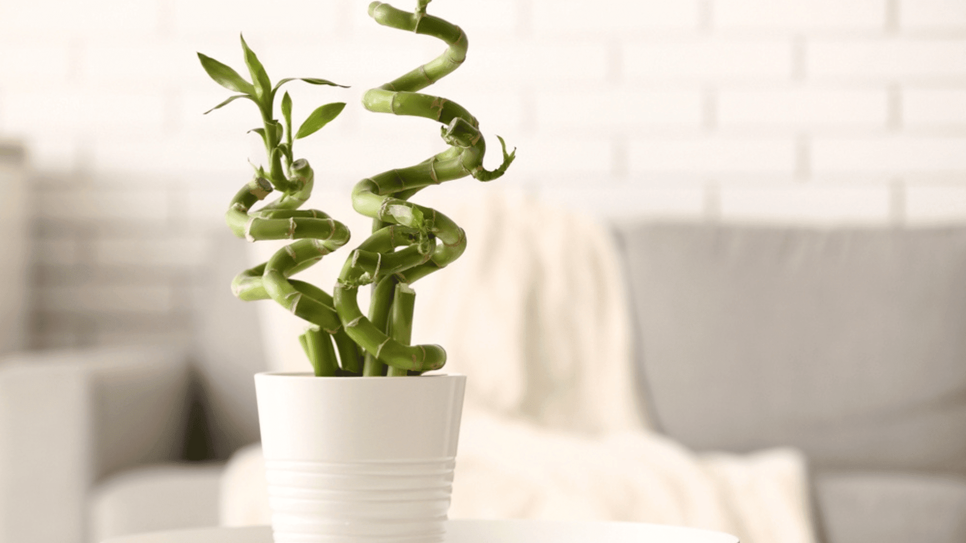 Lucky Bamboo Plants You Can Buy Online