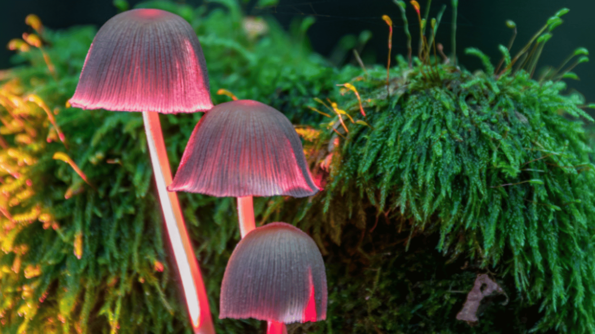Mycena haematopus - a close relative of Mycena species that have developed a taste for the living Science Alert