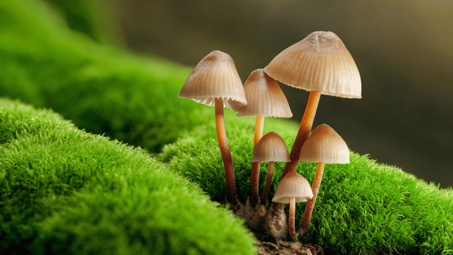 Plant Fungi Evolutionary Leap Mycena.jpg