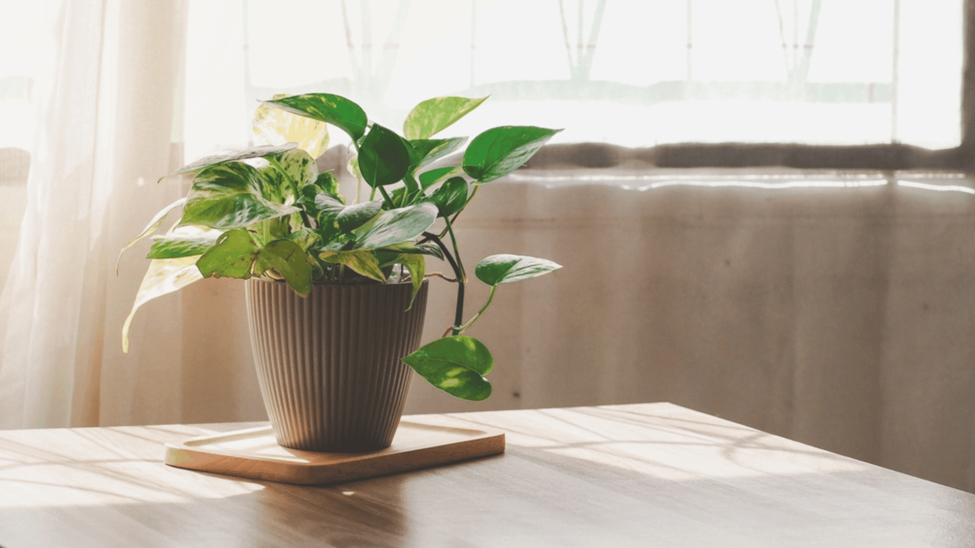 Pothos Plants That Can Survive In Low Light Conditions