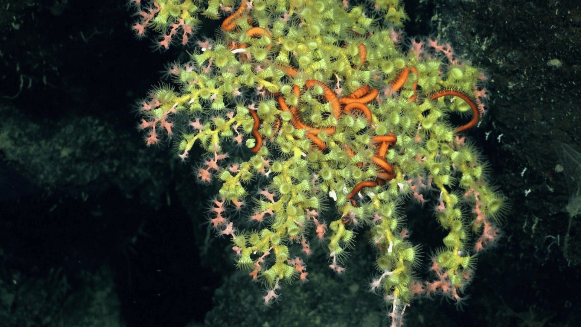 ROV SuBastian dove on a rift zone near the active volcano of Fernandina Island Coral Structure ROV SuBastian dove on a rift zone near the active volcano of Fernandina Island Coral Structure