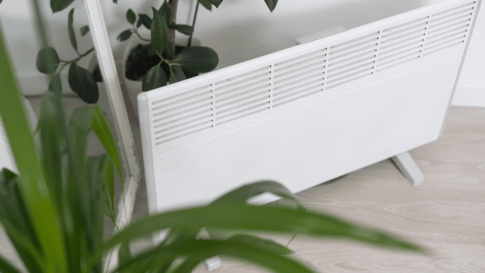 Radiator Protect Houseplants From Heating in the Winter