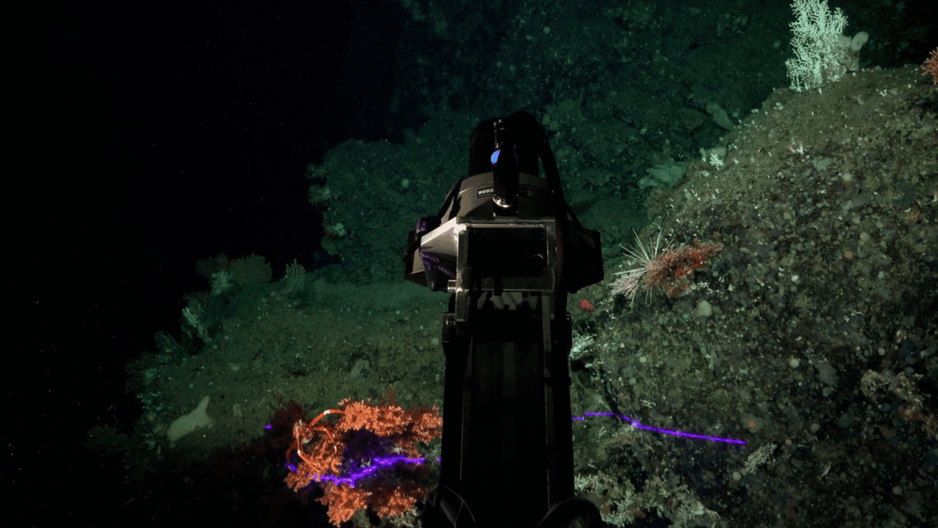 Remotely Operated Vehicle (ROV) SuBastian dove on Cacho De Coral, a newly discovered pristine coral reef
