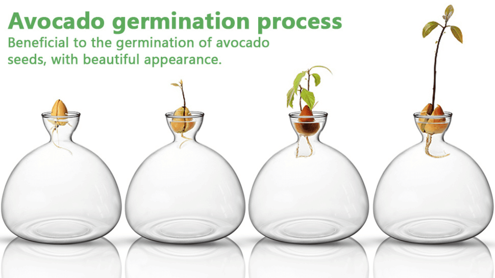 Avocado Tree Growing Kit