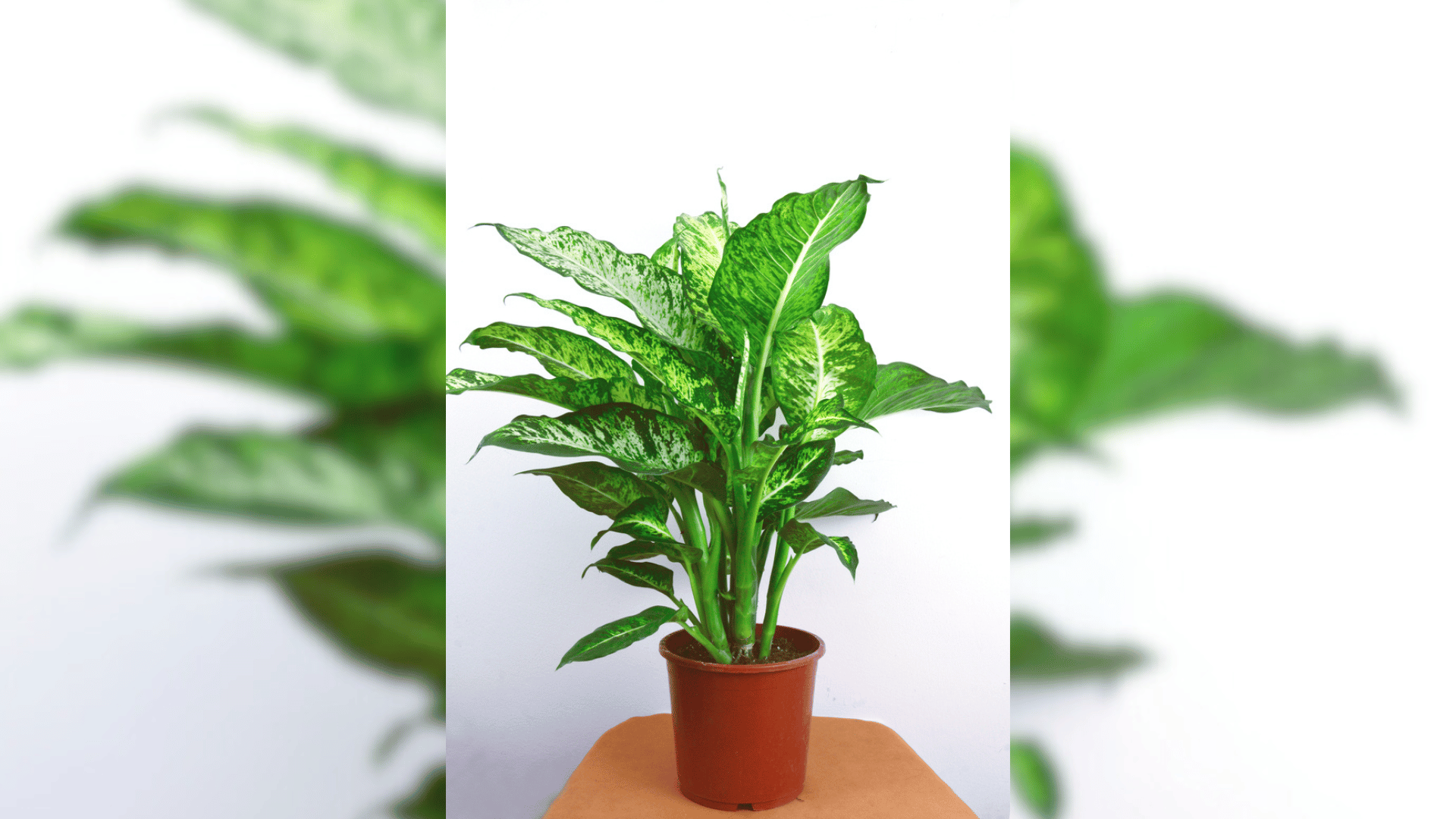 chinese evergreen plants online low light conditions