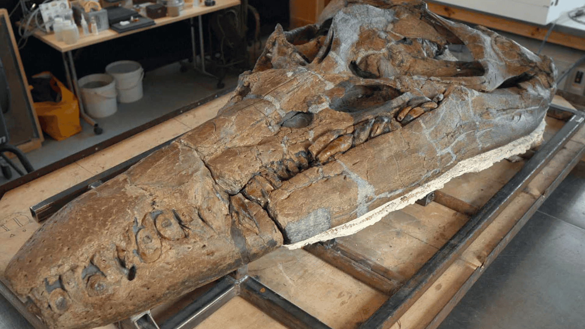 150 million year old sea creature discovered PHOTO: BBC STUDIOS