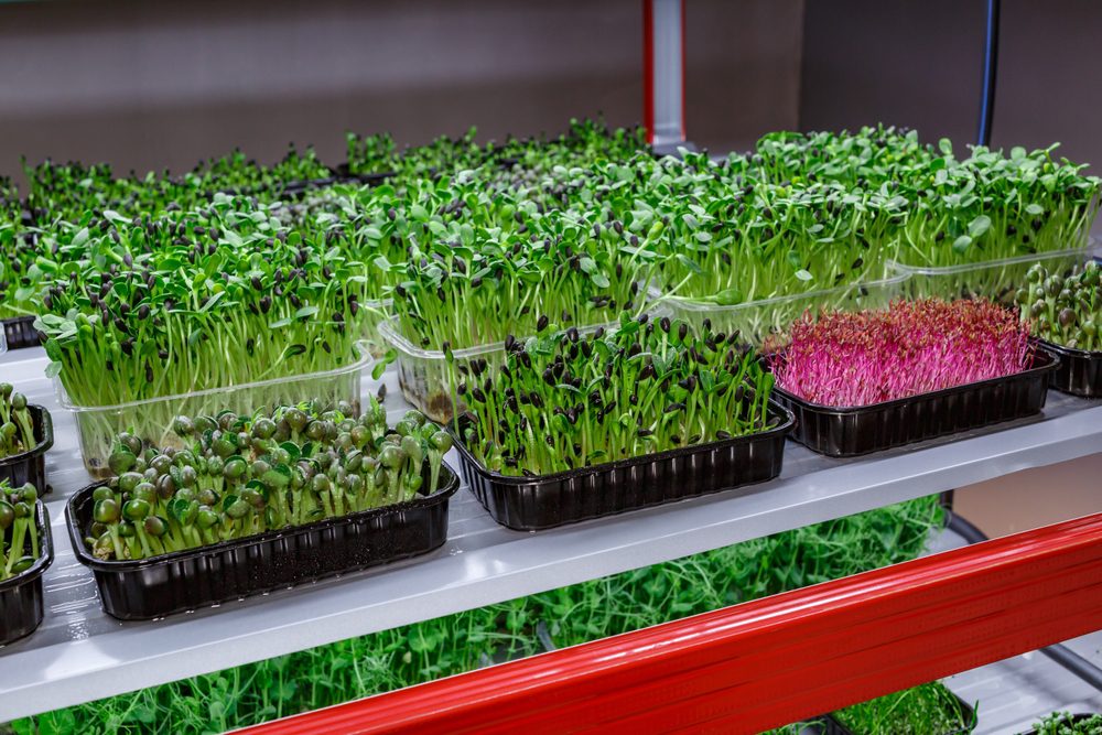 Expert-Tips-for-Growing-Microgreens-Indoors.jpg