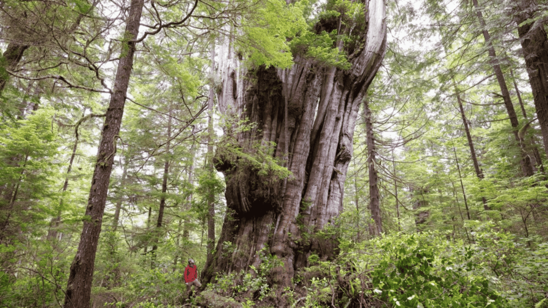 Giant redcedar; Photo Credit: TJ Watt