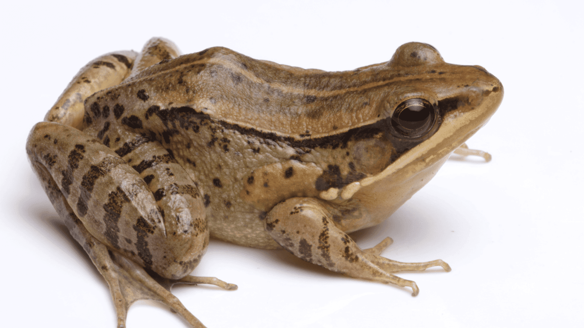 Noa-Dihing-music-frog-new-species-University-of-Wolverhampton-1536x864 Noa-Dihing-music-frog-new-species-University-of-Wolverhampton-1536x864