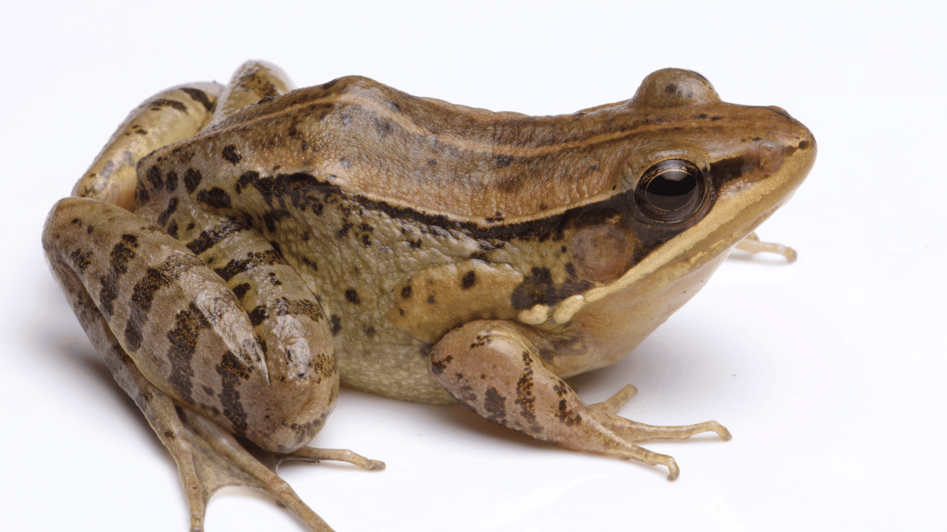 Noa-Dihing music frog new species University of Wolverhampton