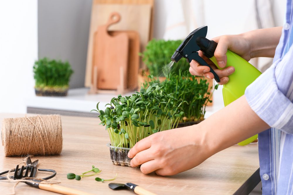 Person-Watering-Microgreens-Indoors.jpg