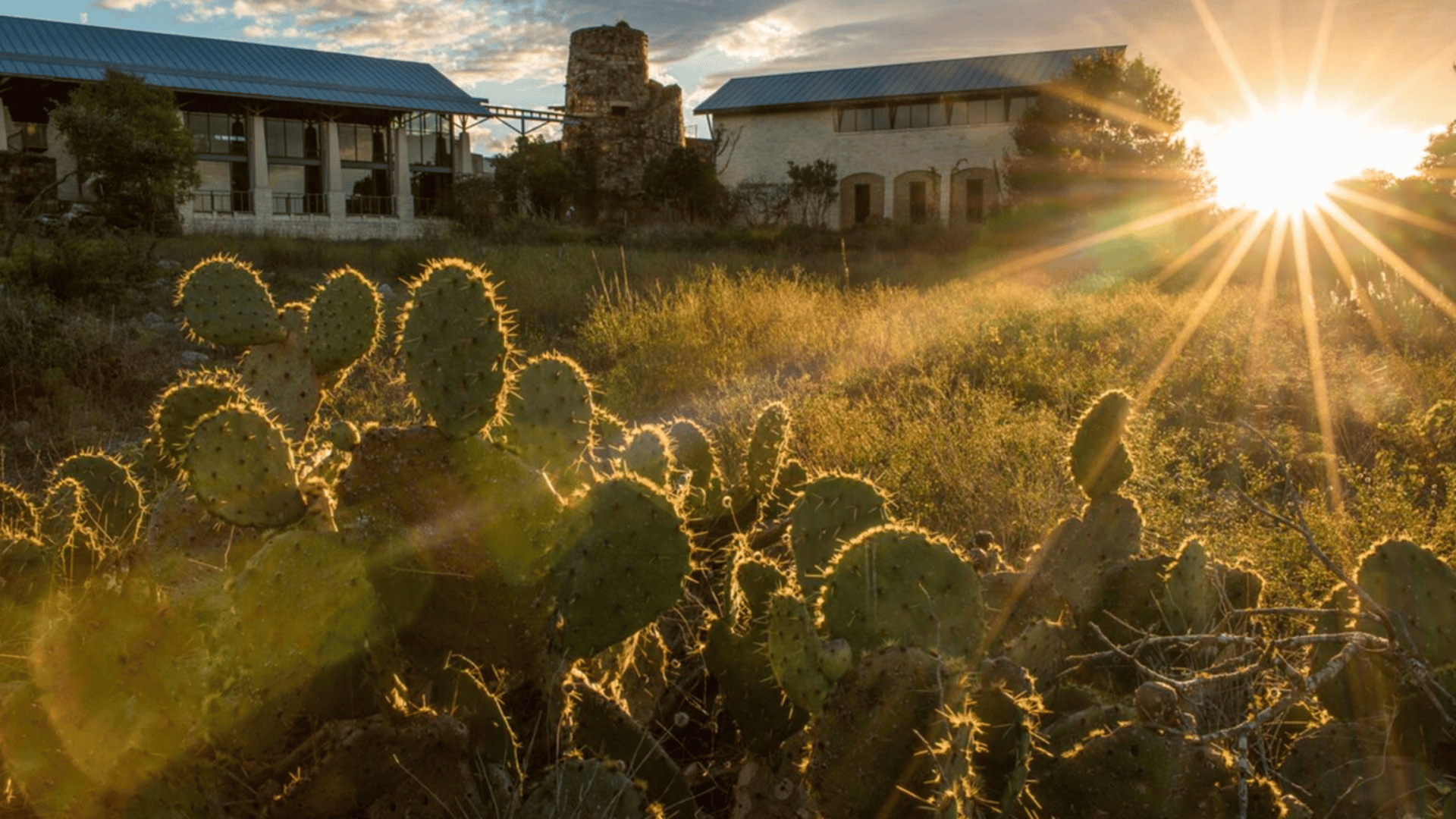 Sun shining on native plants; Photo: Ladybird Johnson Wildflower Center