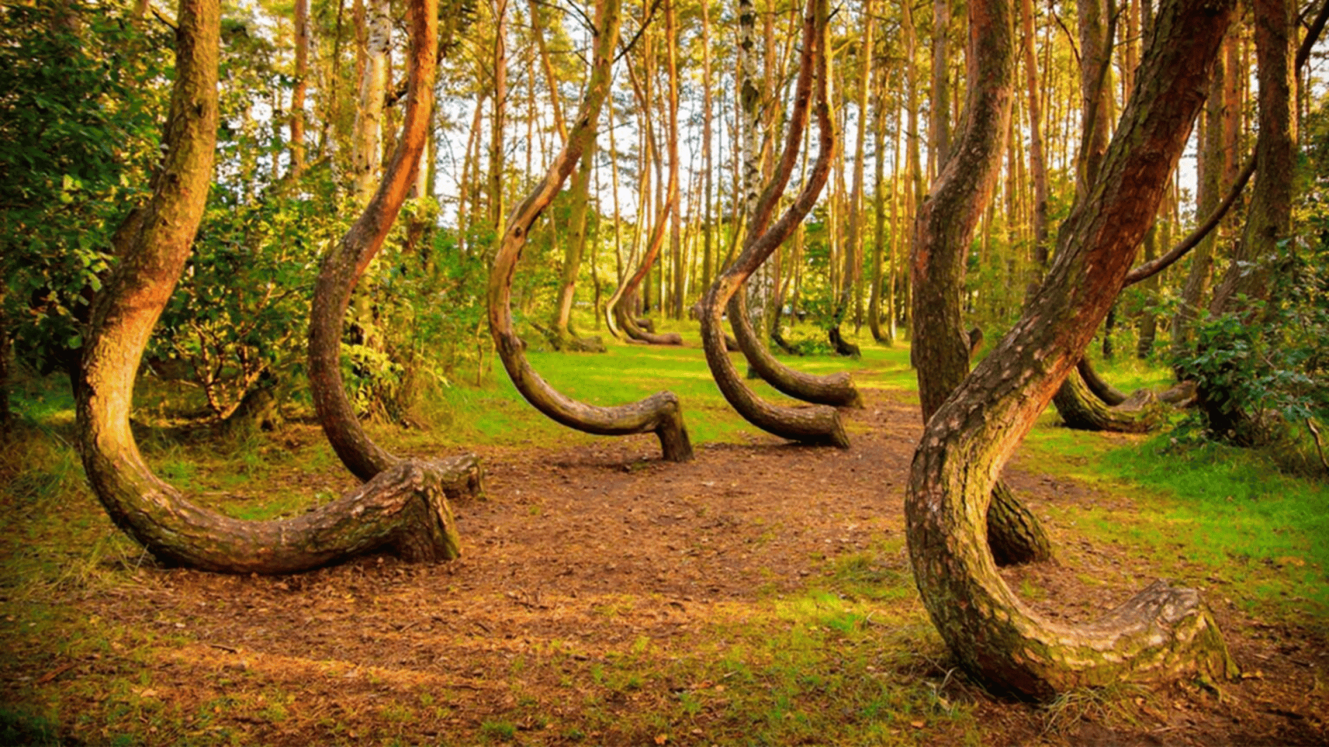 Unique-Growth-Pattern-Crooked-Forest-Poland-Mystery-1536x864.jpg