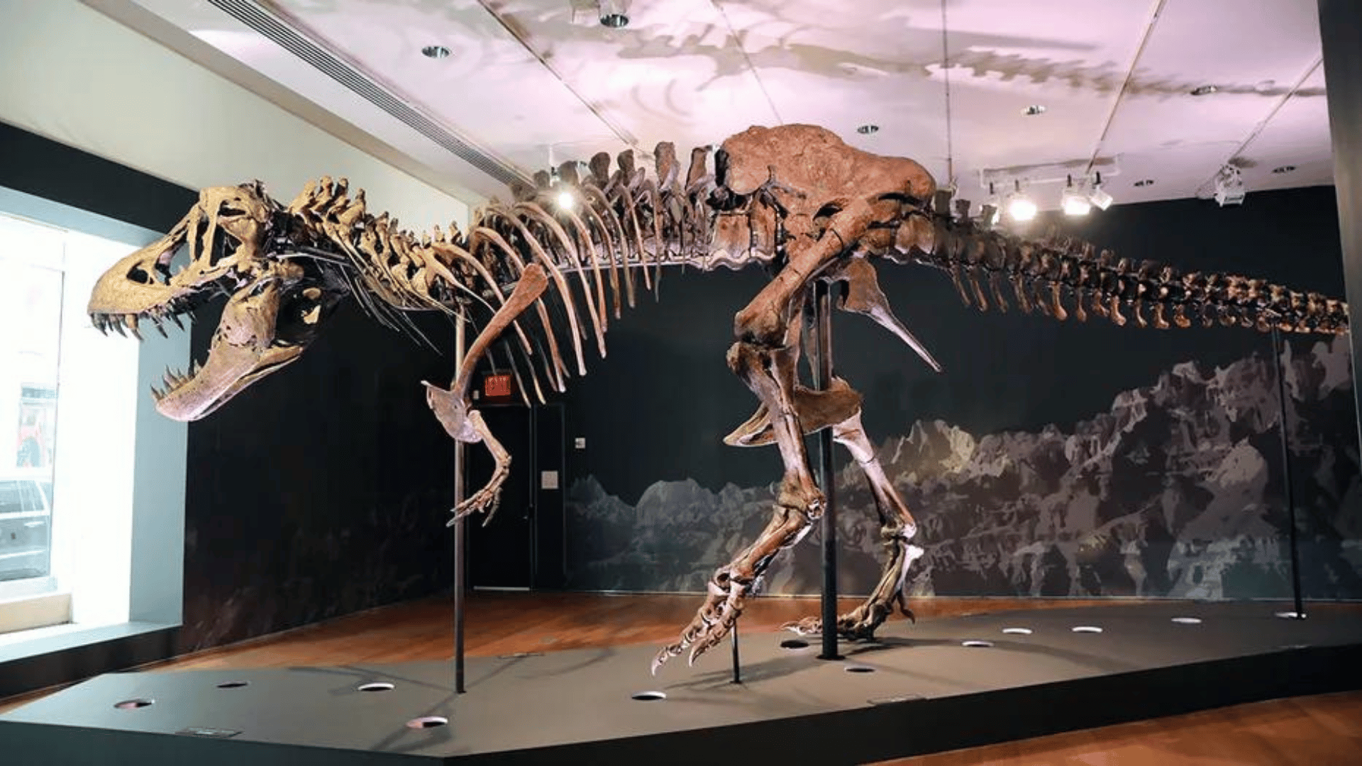 A Tyrannosaurus rex dinosaur fossil skeleton is displayed in a gallery at Christie’s Auction House in New York City. (Spencer Platt:Getty Images)