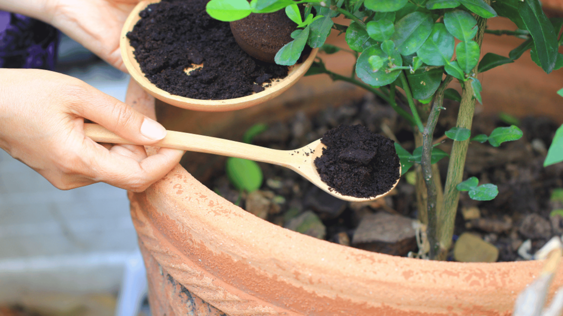 Coffee Grounds Used As Natural Fertilizer Harmful Plant Hacks