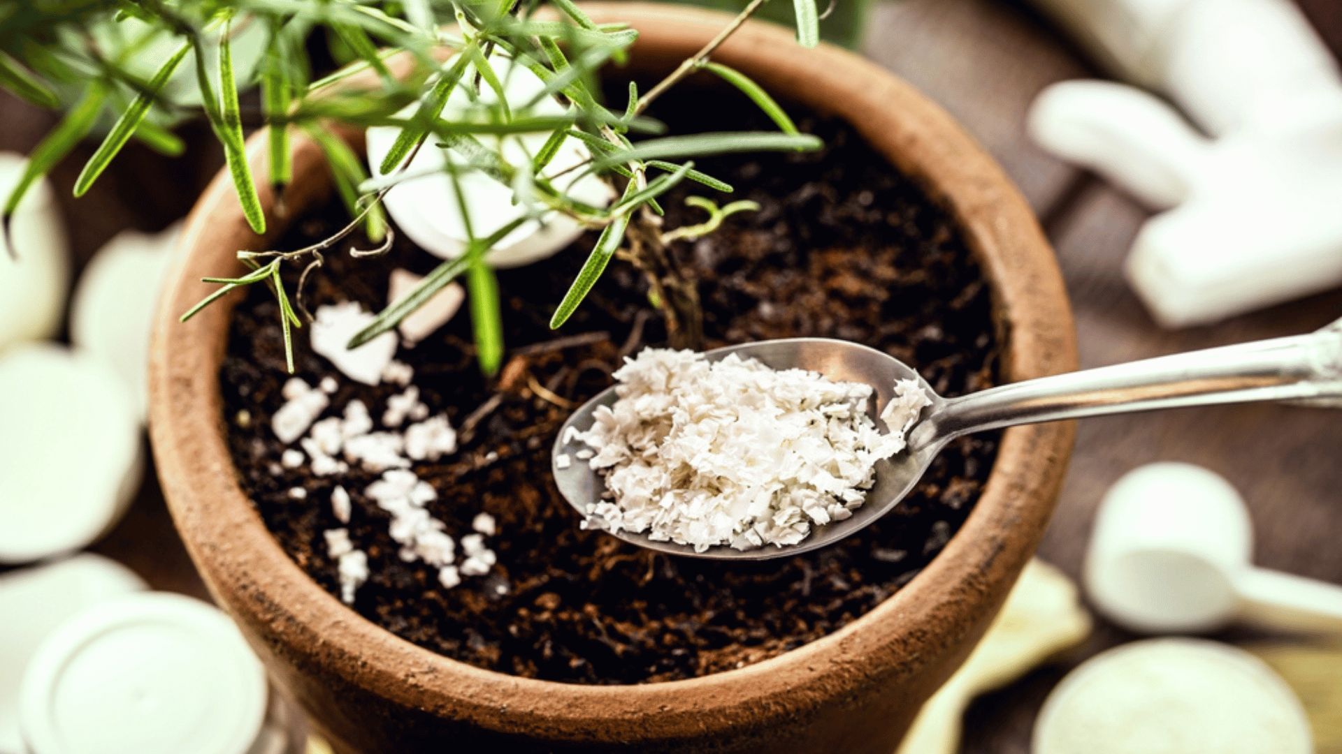 Eggshells Used for Nutrients Harmful Plant Hacks Online