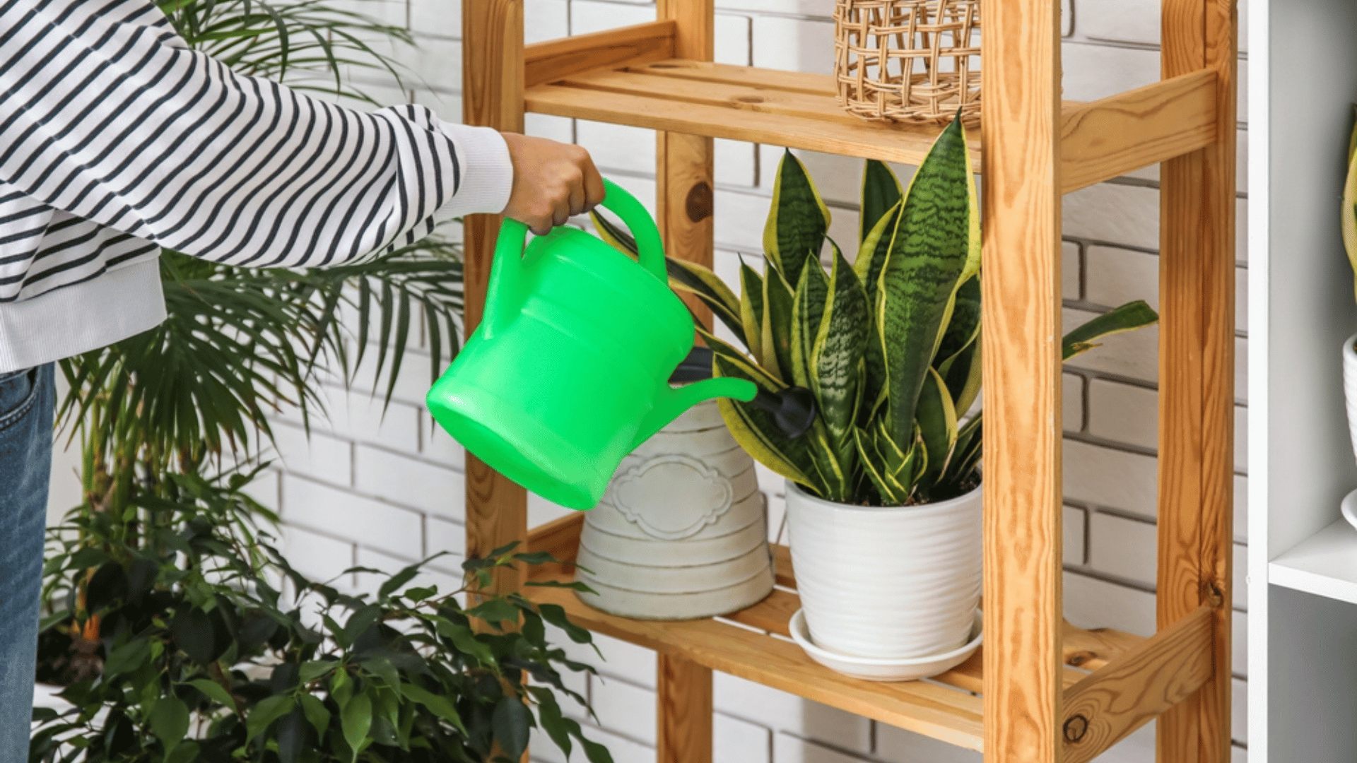 Person Watering Snake Plant Good For Beginners