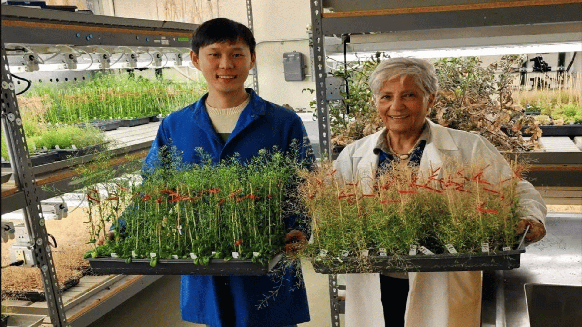 Researchers Heeseung Choi and Katie Dehesh holding young, green and old, yellow arabidopsis plants in the laboratory UCR