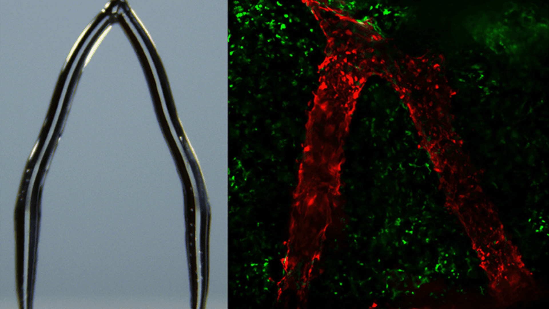 Cells form on 3D ice vessel