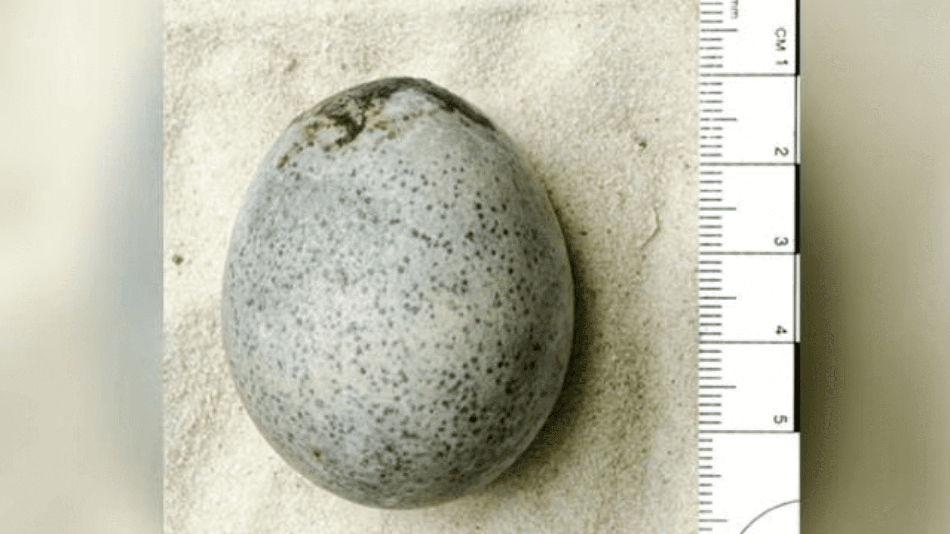 A Roman egg discovered in Aylesbury is believed to be the only one of its kind (Oxford Archaeology)