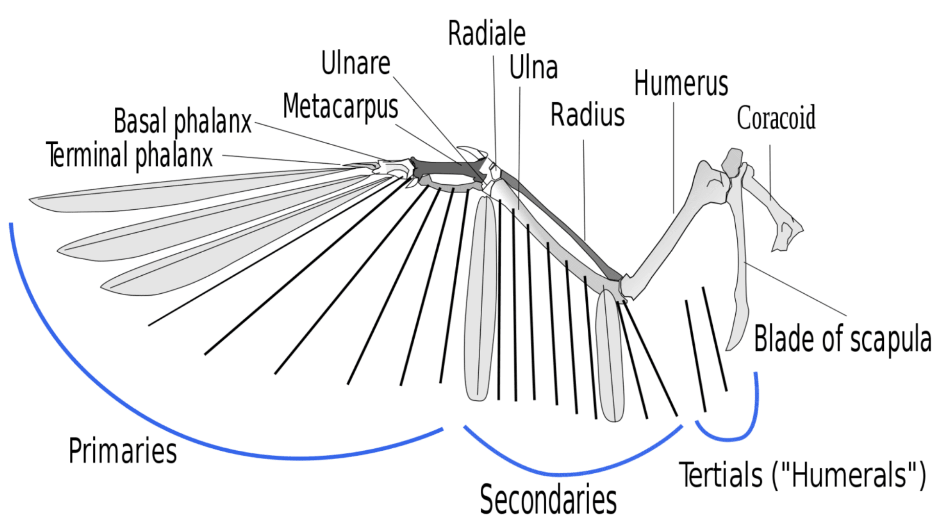 Anatomy of a bird wing with flight feathers indicated. (L. Shyamal Shyamal:Wikipedia:CC BY SA 2.5)
