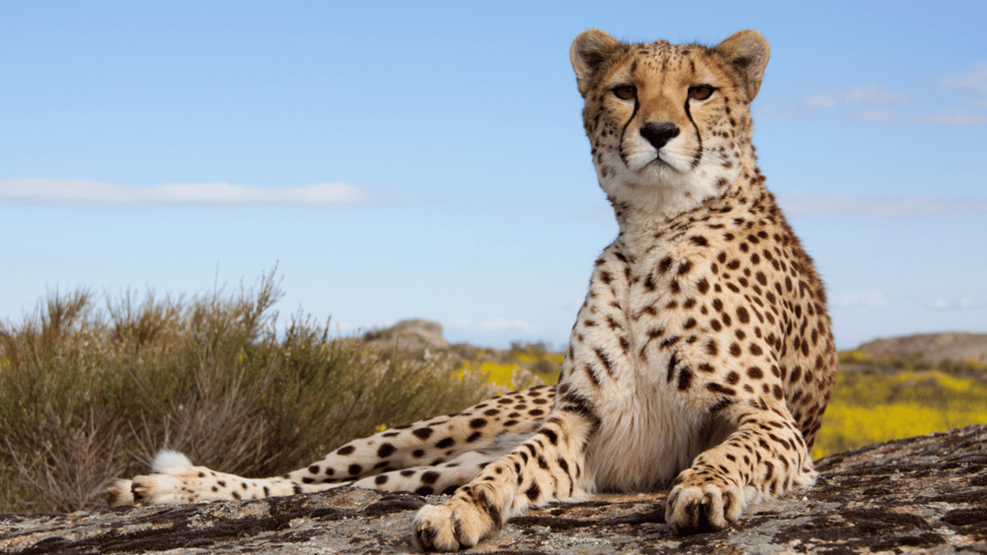 Cheetah Laying on Rock Cats Can Distinguish Between Human Voices