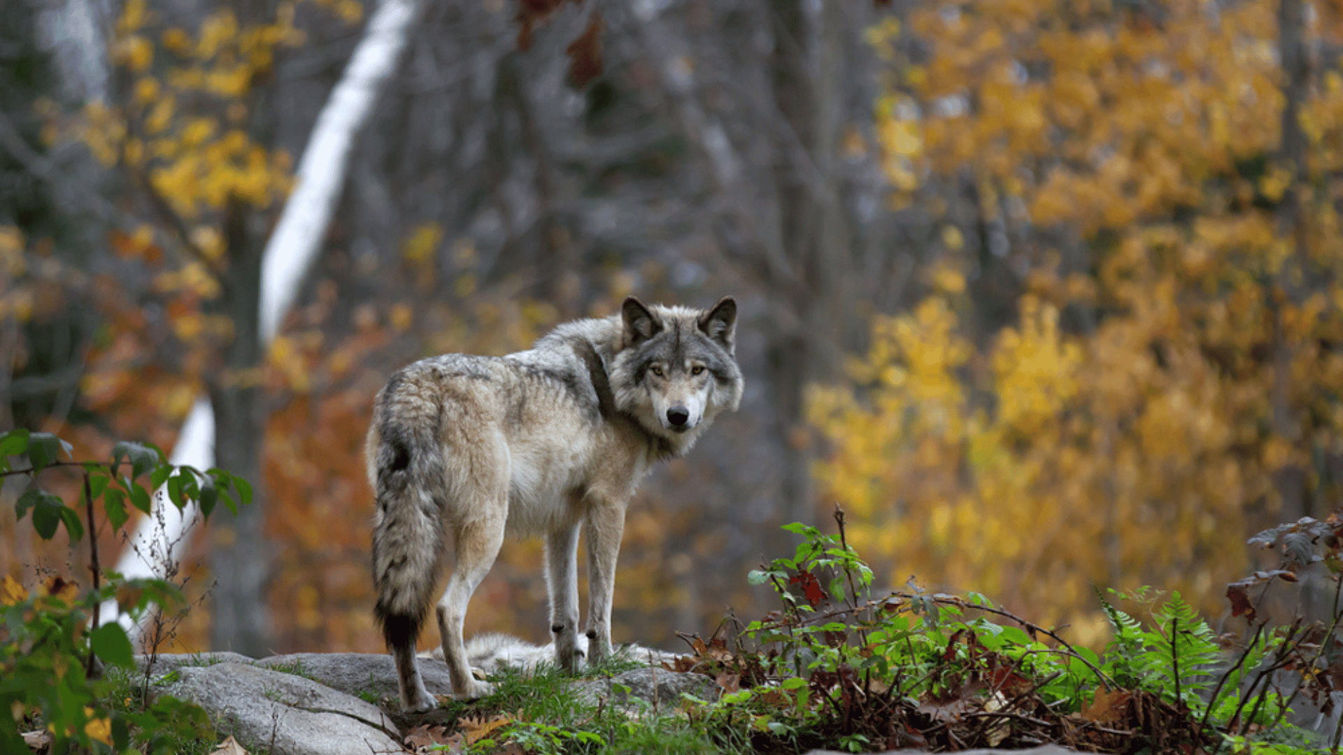Chernobyl Mutant Wolves Developed Anti-Cancer Resilience