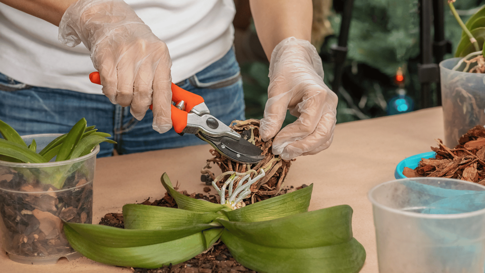 Expert Tips on Pruning Houseplant Roots