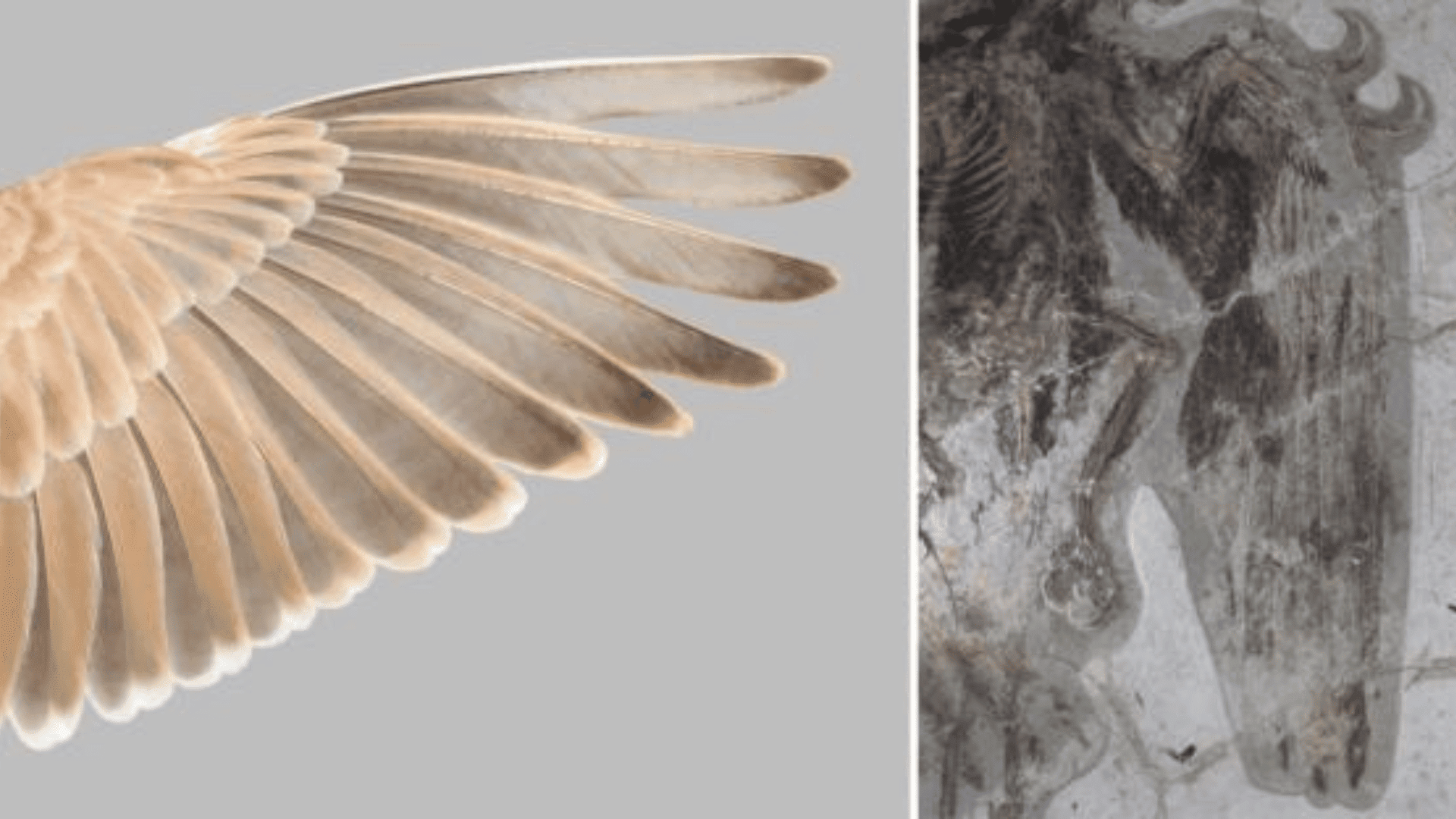 Flight feathers of Temminck's Lark Eremophila bilopha (left) and wing of a fossil bird, Confuciusornis (right). (Yosef Kiat)